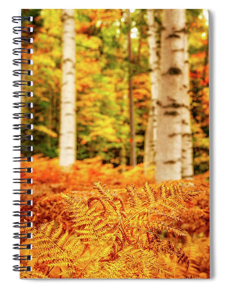 Autumn Spiral Notebook featuring the photograph Golden Ferns In The Birch Glade by Jeff Sinon