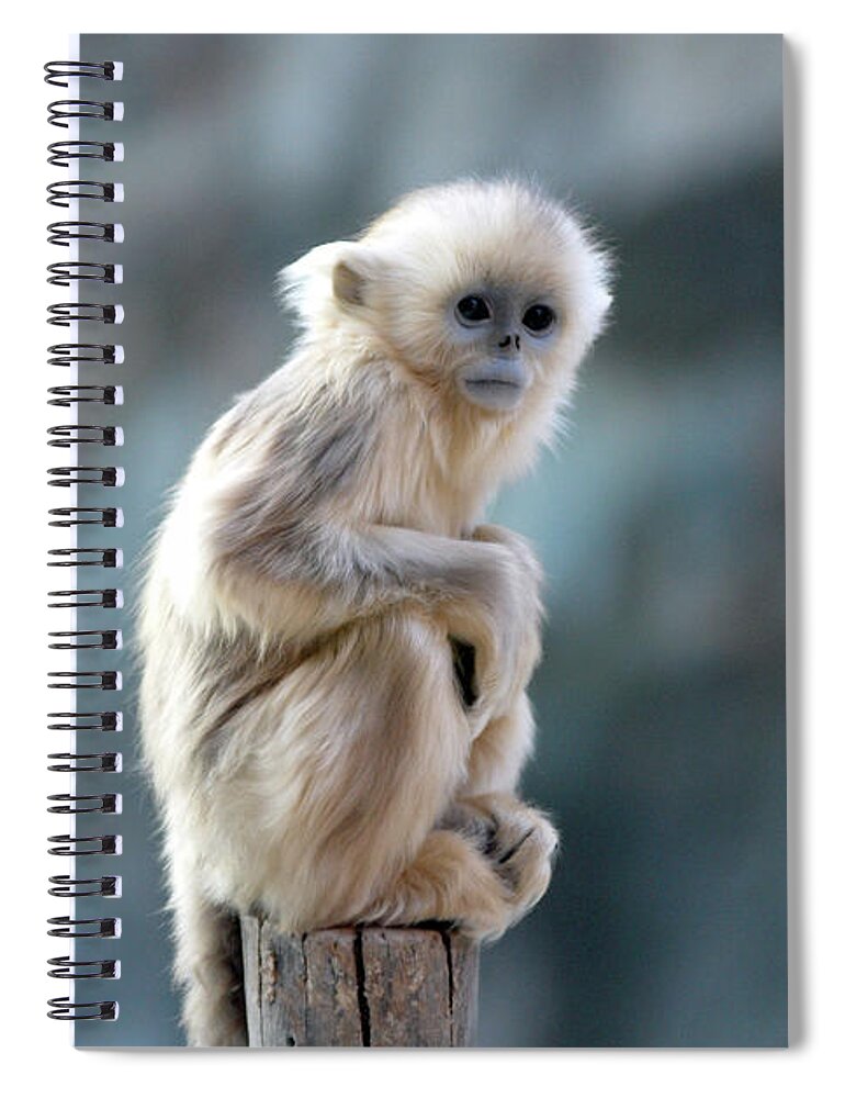 Pole Spiral Notebook featuring the photograph Golden Monkey by Floridapfe From S.korea Kim In Cherl