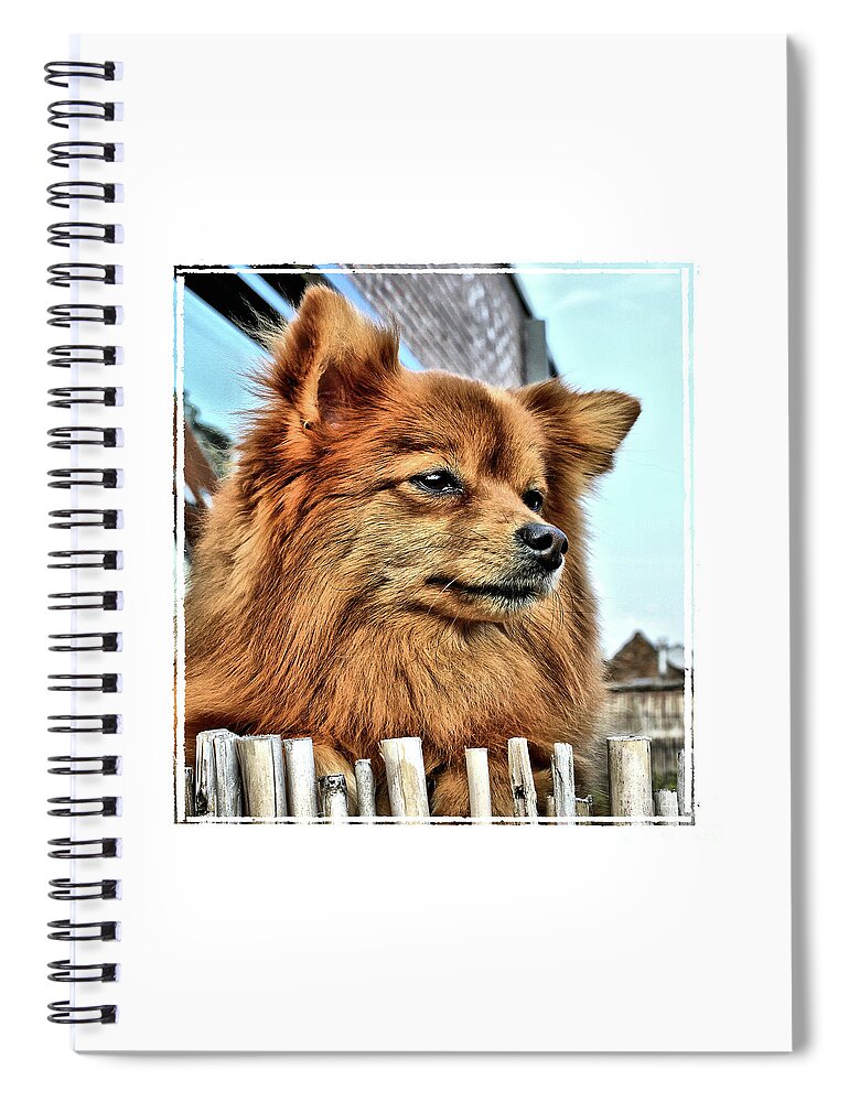 Toy Dog Spiral Notebook featuring the photograph Golden Pomeranian dog by Heidi De Leeuw