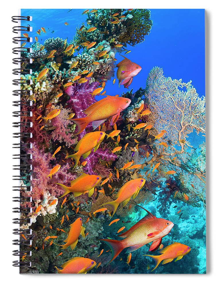 Tranquility Spiral Notebook featuring the photograph Goldies On Coral Reef by Georgette Douwma