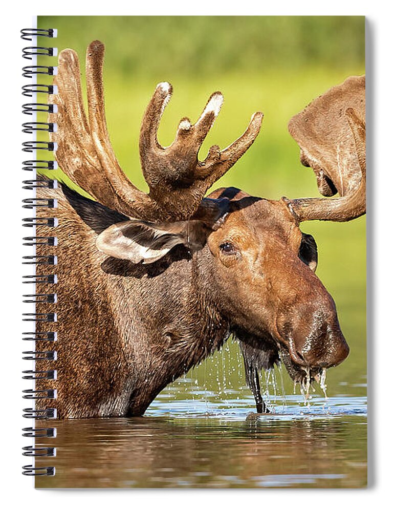 Bull Moose Spiral Notebook featuring the photograph Good to Be the King by Jack Bell