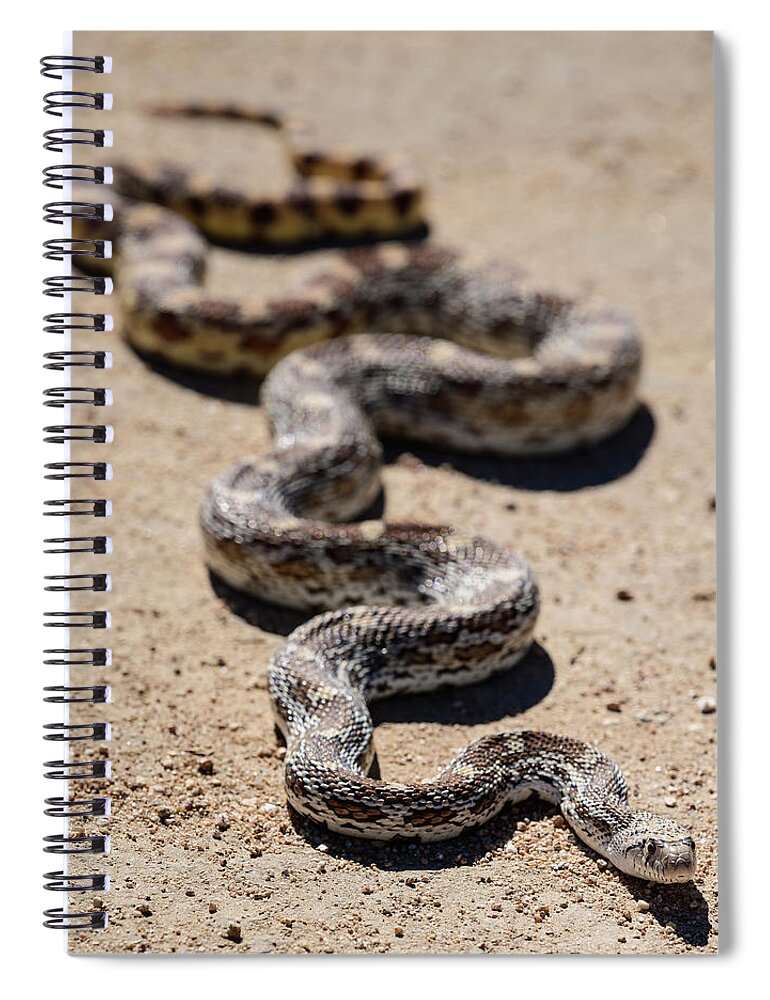 Animals Spiral Notebook featuring the photograph Gophersnake in Arizona by James Covello