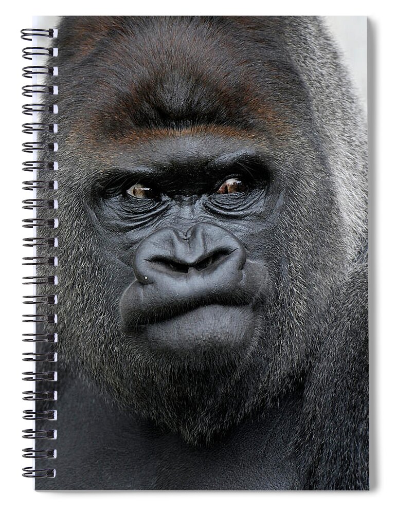 Making A Face Spiral Notebook featuring the photograph Gorilla Gorilla by Ronald Wittek