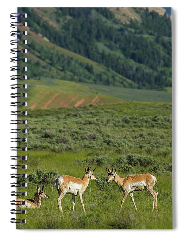 Wildlife Spiral Notebook featuring the photograph Gossiping antelope by Julieta Belmont