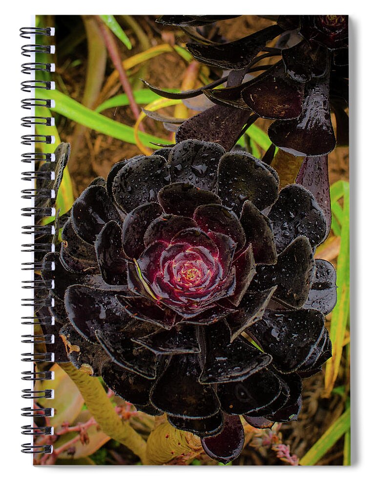 Hawaii Spiral Notebook featuring the photograph Goth Succulent by Jeff Phillippi