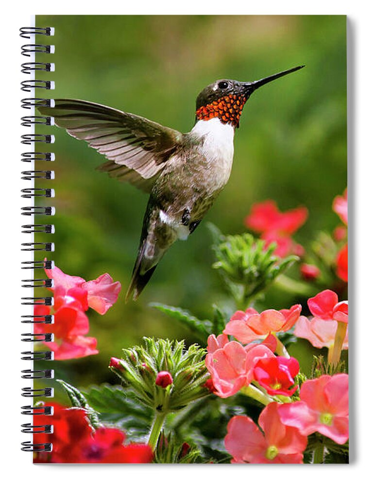Hummingbird Spiral Notebook featuring the photograph Graceful Garden Jewel by Christina Rollo