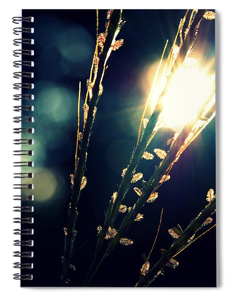 Grass Spiral Notebook featuring the photograph Grasses Backlit With Sunflare by Meredith Winn Photography