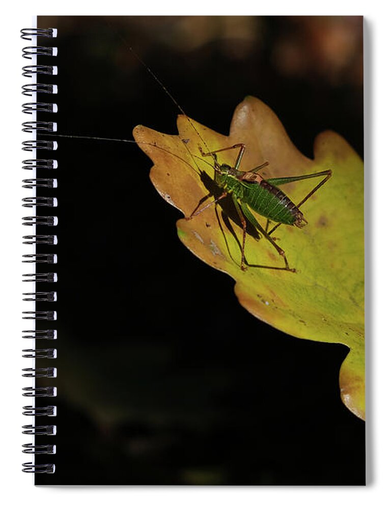 Sweden Spiral Notebook featuring the pyrography Grasshopper by Magnus Haellquist