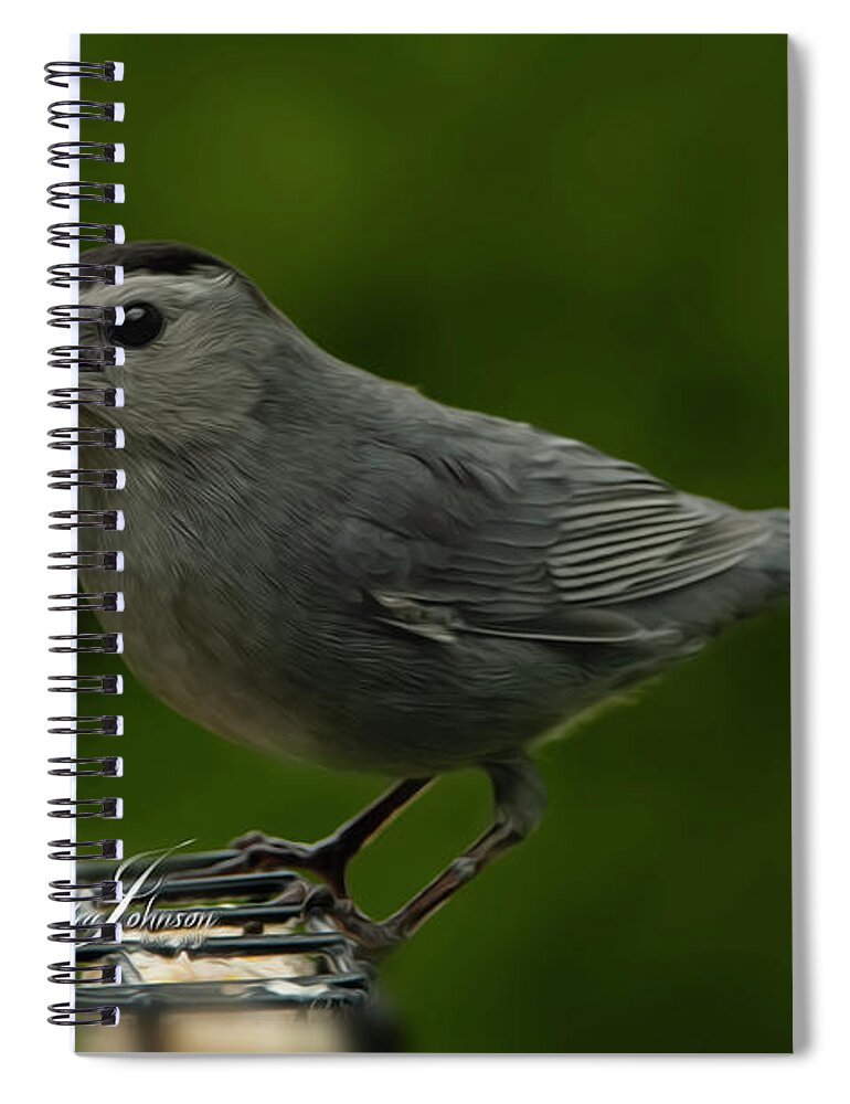 Cawing Spiral Notebook featuring the photograph Gray Cat Bird Cawing by Sandra J's