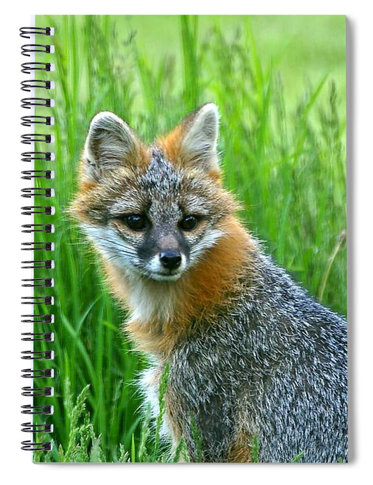 Grass Spiral Notebook featuring the photograph Gray Fox by Spiraling Road Photography