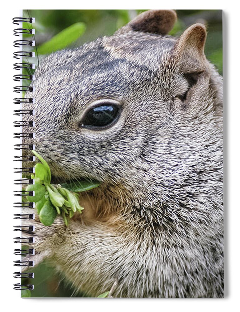 Squirrels Spiral Notebook featuring the photograph Gray Squirrel Eating Berries by Al Andersen