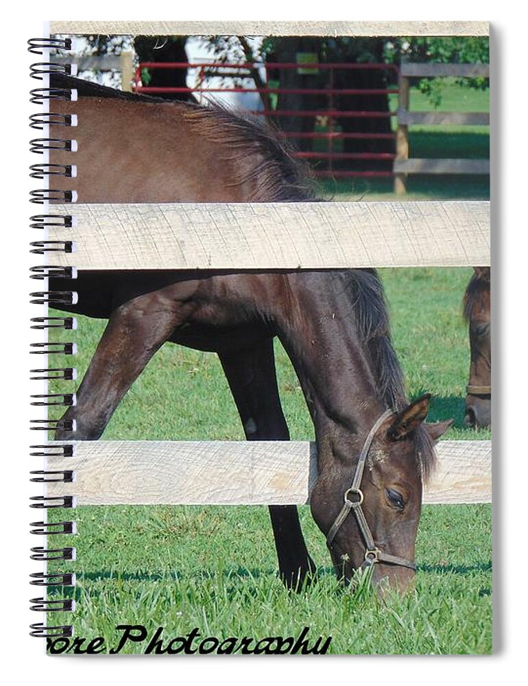Horse Spiral Notebook featuring the photograph Grazing Beauty by Antonio Moore