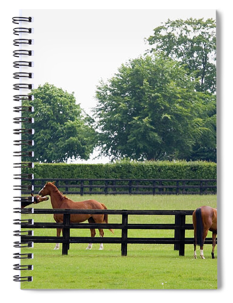 Horse Spiral Notebook featuring the photograph Grazing In The Paddock by Stocknshares