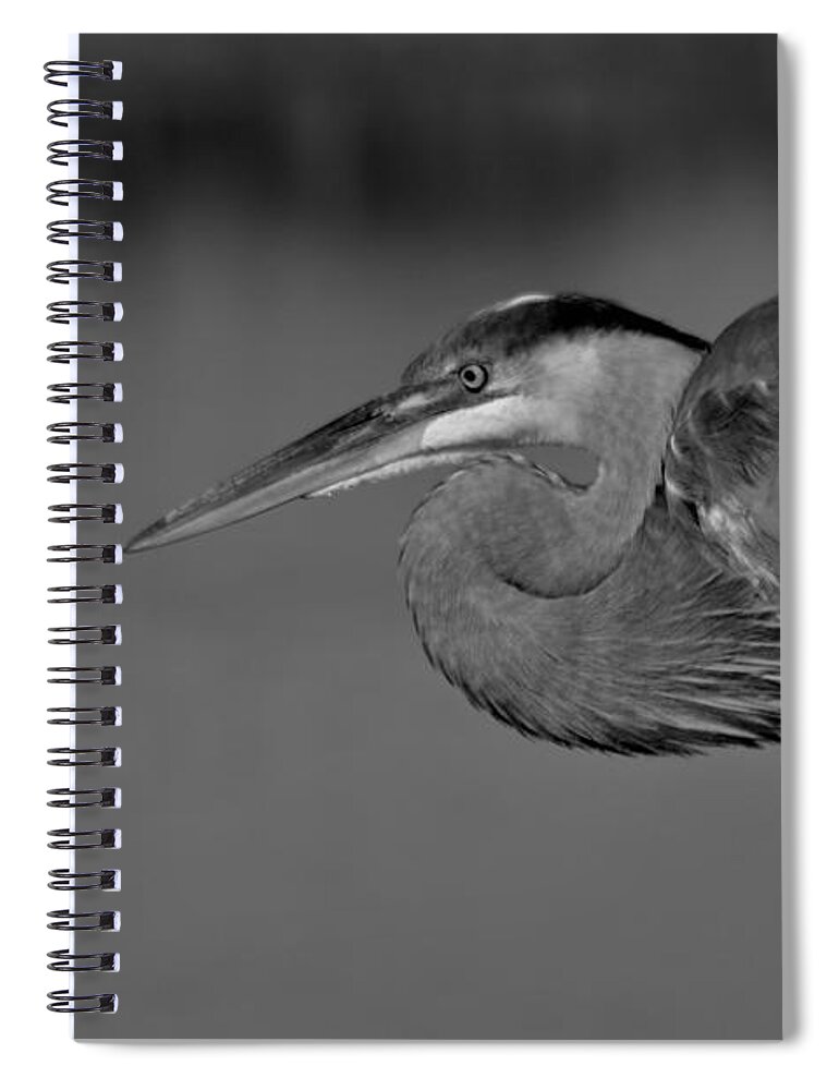 Great Blue Heron In Black And White Spiral Notebook featuring the photograph Great Blue Heron in Black and White by Warren Thompson