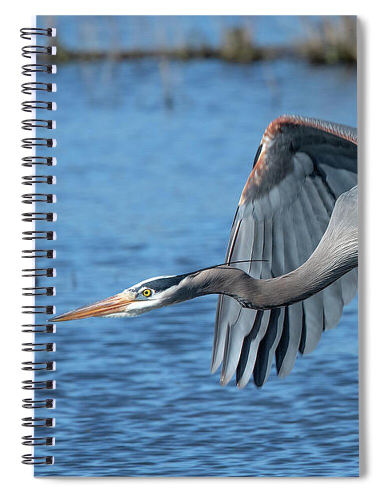 Nature Spiral Notebook featuring the photograph Great Blue Heron in Flight DMSB0151 by Gerry Gantt