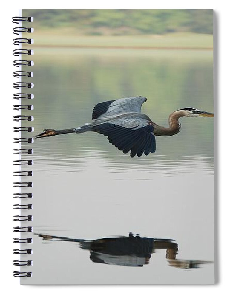 Animal Themes Spiral Notebook featuring the photograph Great Blue Heron In Flight by Photo By Hannu & Hannele, Kingwood, Tx