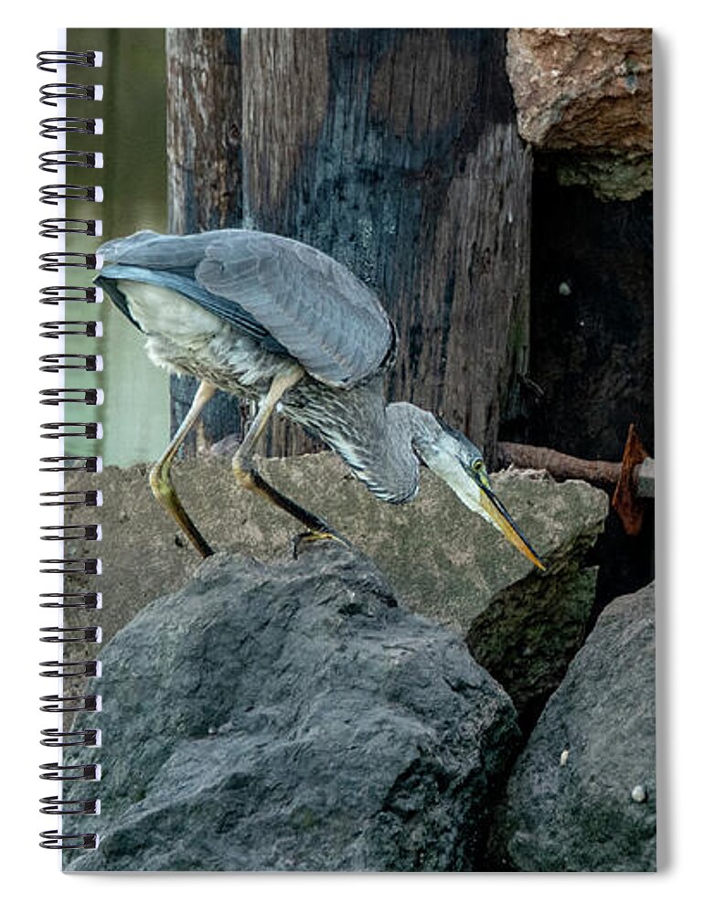 Birds Spiral Notebook featuring the photograph Great Blue Heron is on the Case by Marcy Wielfaert