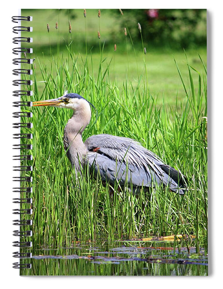 Animal Themes Spiral Notebook featuring the photograph Great Blue Heron by Richard A. Whittaker