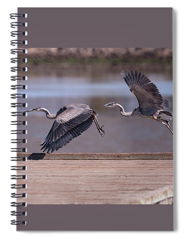 Alameda Spiral Notebook featuring the photograph Great Blue Heron Take Off by Mike Gifford