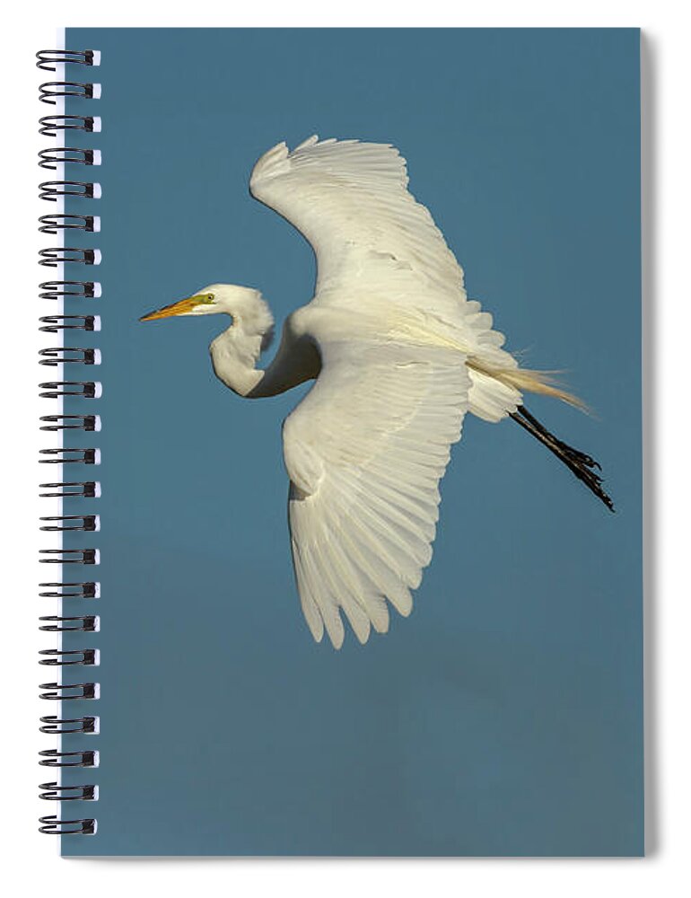 Great Egret Spiral Notebook featuring the photograph Great Egret 2014-9 by Thomas Young