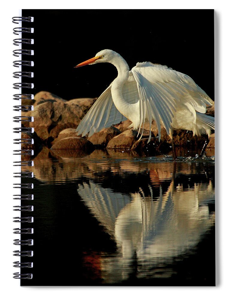 Animal Themes Spiral Notebook featuring the photograph Great Egret by Alex Thomson Photography