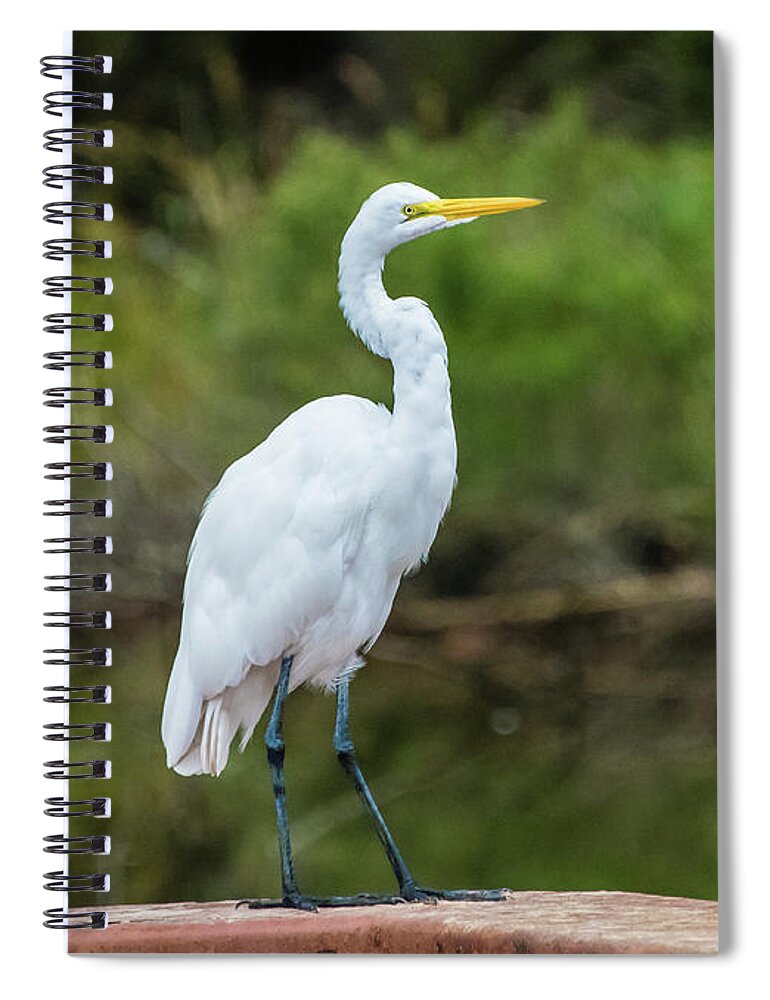 Egret Spiral Notebook featuring the photograph Great Egret by Jennifer Ancker