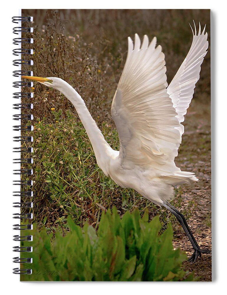 Nature Spiral Notebook featuring the photograph Great Egret Taking Flight Near Richardson Bay by Brian Tada