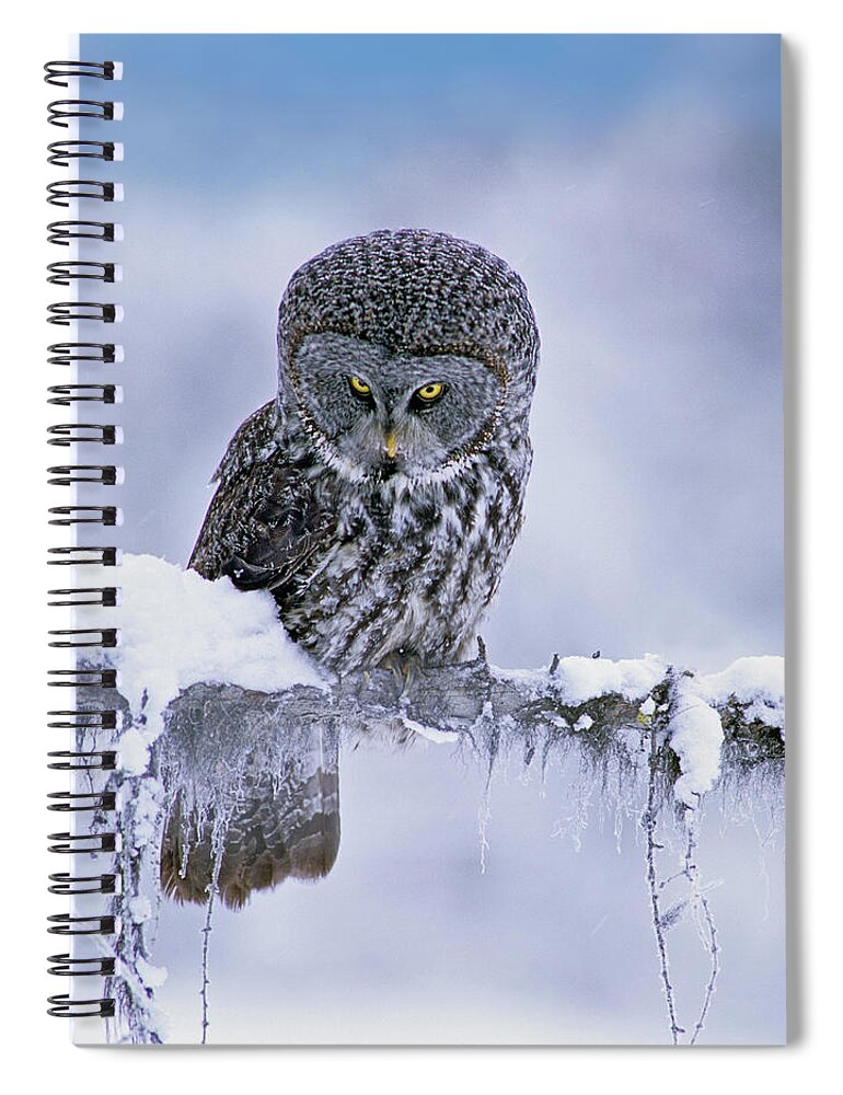 00586269 Spiral Notebook featuring the photograph Great Gray Owl In Winter, North America by Tim Fitzharris