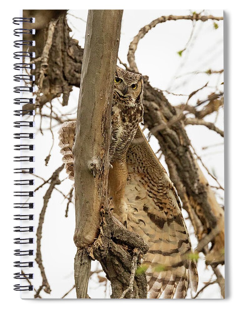 Owl Spiral Notebook featuring the photograph Great Horned Owl Stretches Out by Tony Hake