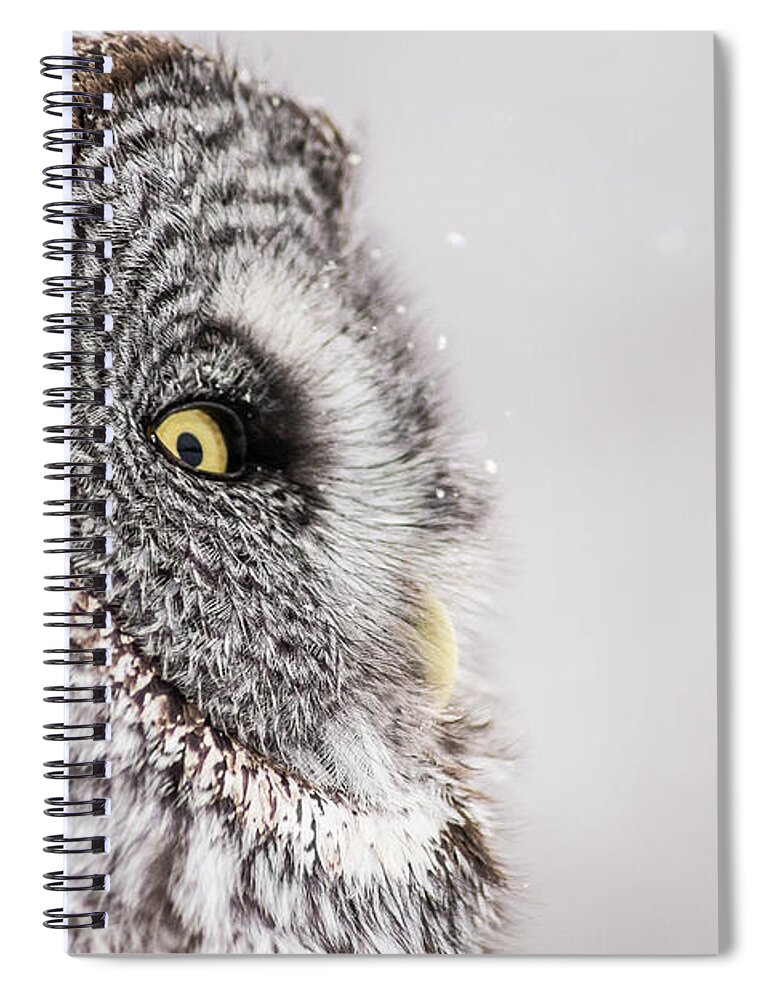 Animal Themes Spiral Notebook featuring the photograph Great Owliday by Maxime Riendeau
