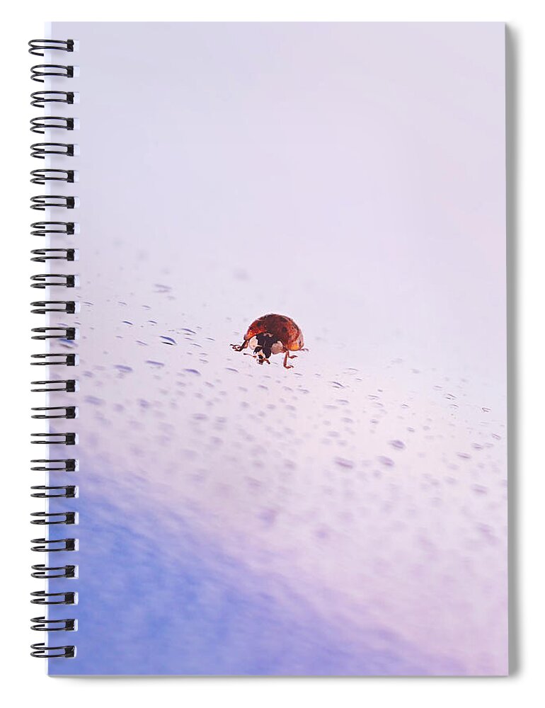 Ladybug Spiral Notebook featuring the photograph Great Return Of Ladybug by Jaroslav Buna