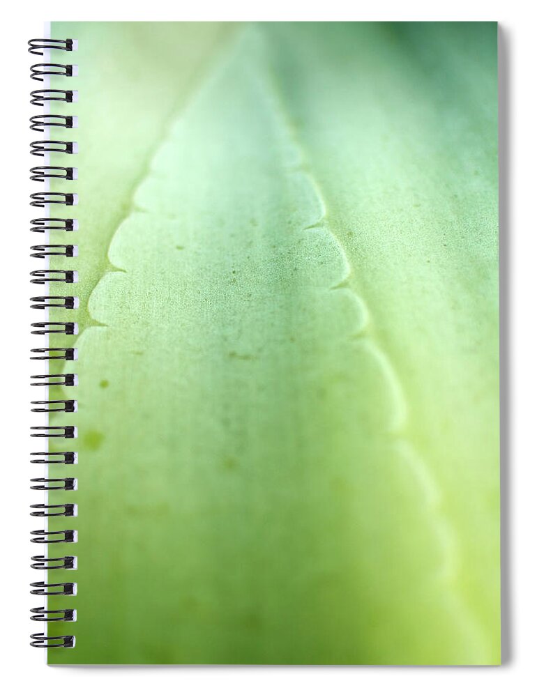 California Spiral Notebook featuring the photograph Green Aloe Vera Cactus Close Up by Peter Starman