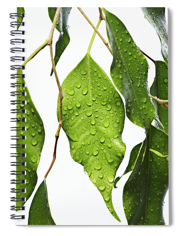 White Background Spiral Notebook featuring the photograph Green Fig Leaf by David Muir