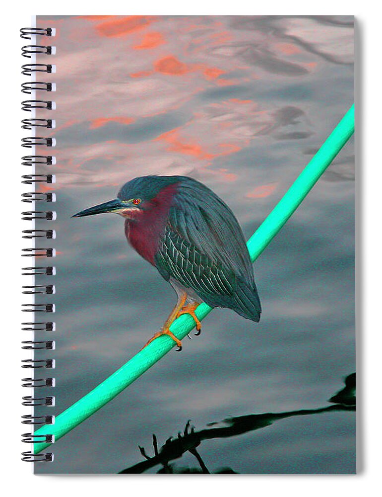 Fauna Spiral Notebook featuring the photograph Green Heron at Sunset by Mariarosa Rockefeller