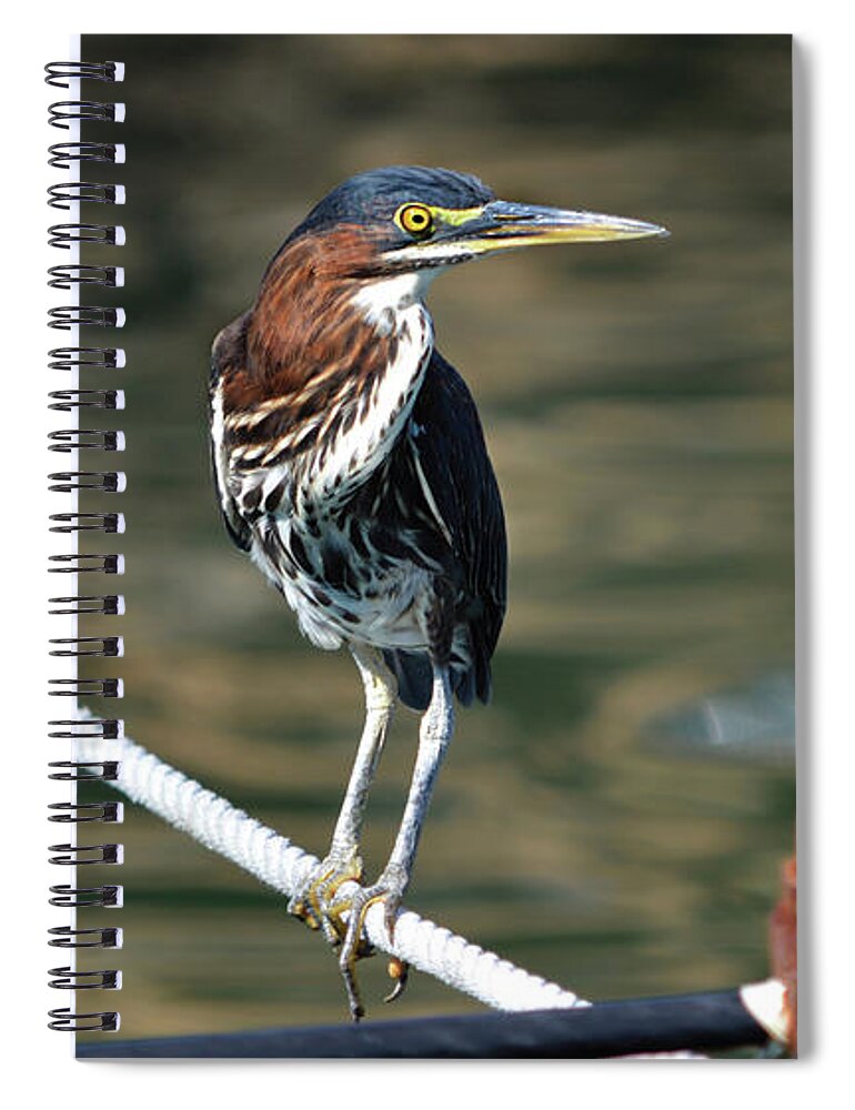 Green Heron Spiral Notebook featuring the photograph Green Heron by Dianne Morgado