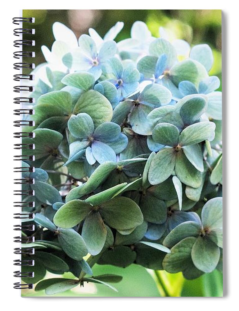 Green Hydrangea Spiral Notebook featuring the photograph Green Hydrangea by Mary Ann Artz