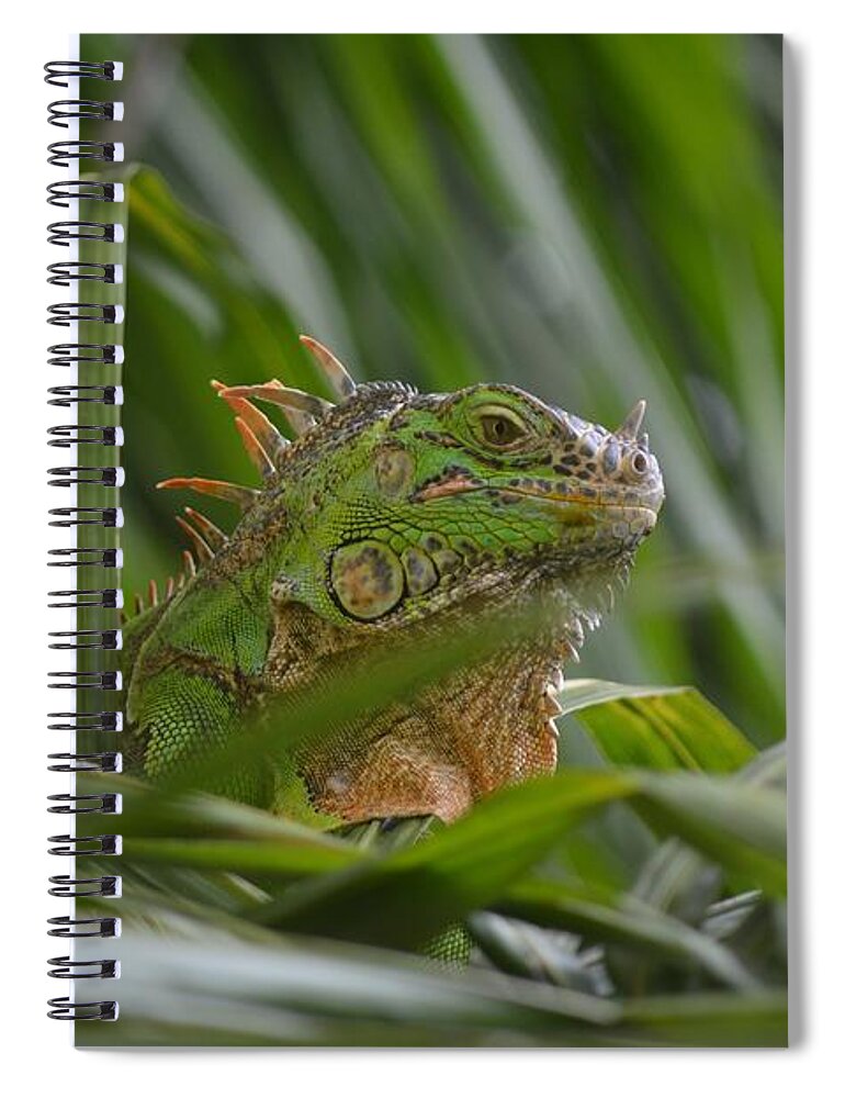 Animal Spiral Notebook featuring the photograph Green Iguana Enjoying Life by Aicy Karbstein