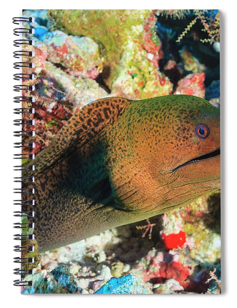 Underwater Spiral Notebook featuring the photograph Green Moray Eel Gymnothorax Funebris by Stuart Westmorland / Design Pics