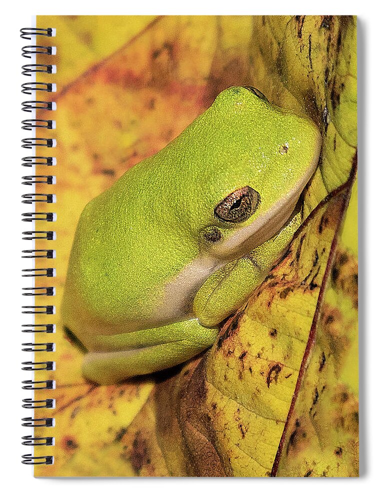 Frog Spiral Notebook featuring the photograph Green on Yellow by Art Cole