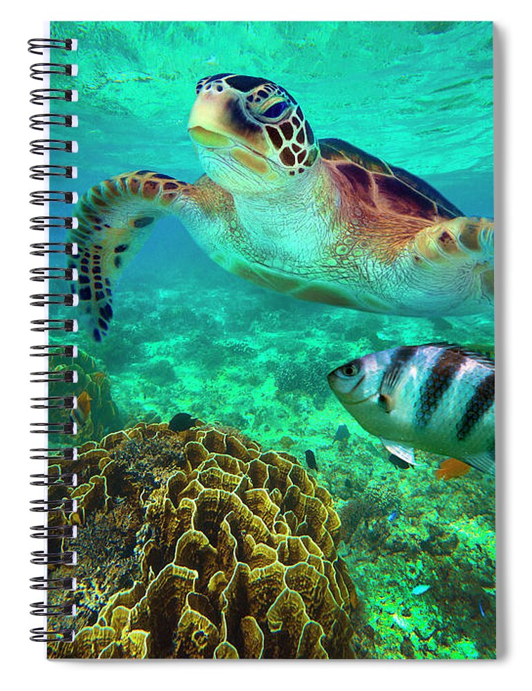 00586422 Spiral Notebook featuring the photograph Green Sea Turtle And Sergeant Major Damselfish Group, Negros Oriental, Philippines by Tim Fitzharris