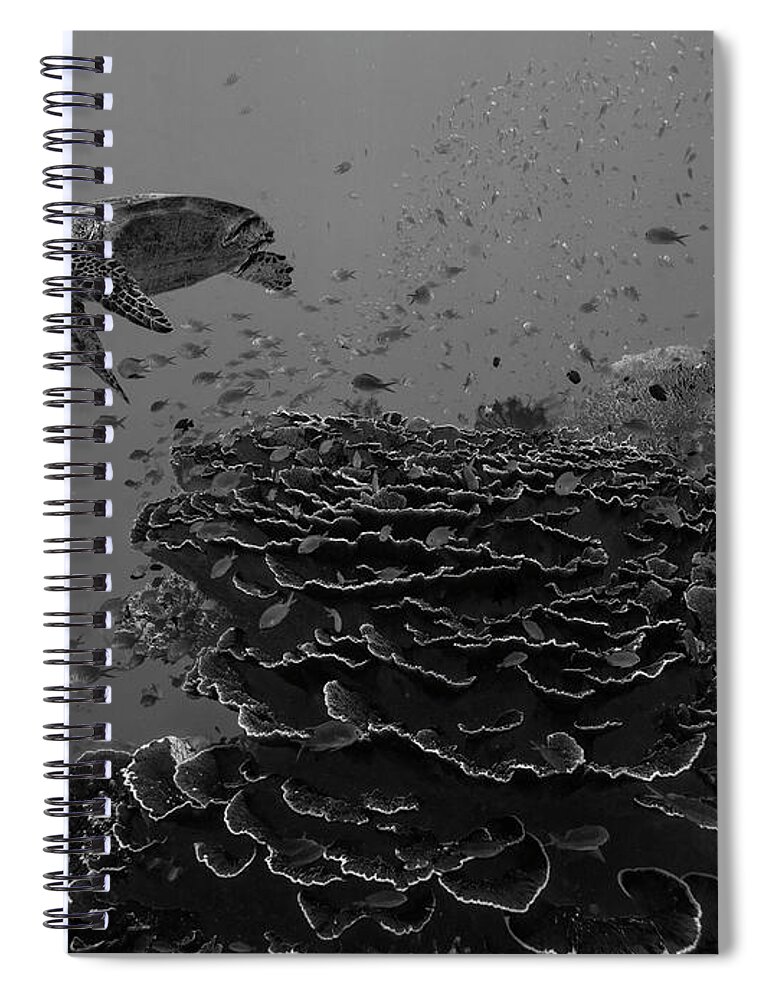 Disk1215 Spiral Notebook featuring the photograph Green Sea Turtle Over Coral Reef by Tim Fitzharris