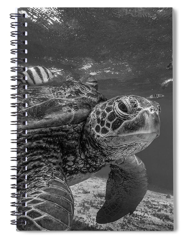 Disk1215 Spiral Notebook featuring the photograph Green Sea Turtle Philippines by Tim Fitzharris