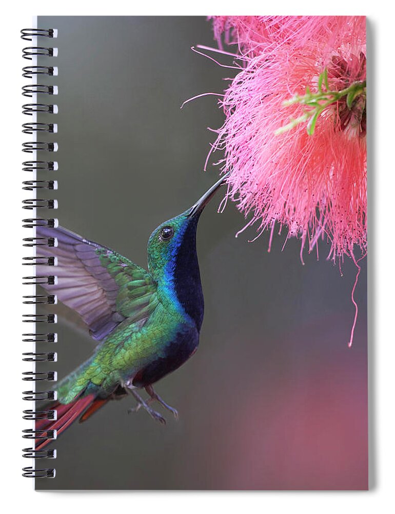 00557679 Spiral Notebook featuring the photograph Green-throated Mango Feeding, Trinidad by Tim Fitzharris
