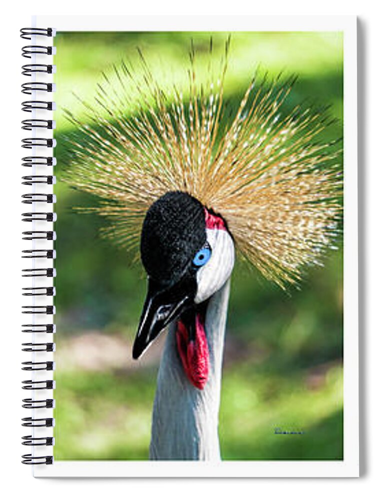 Gulf Spiral Notebook featuring the photograph Grey Crowned Crane Gulf Shores Al Collage 1 by Ricardos Creations