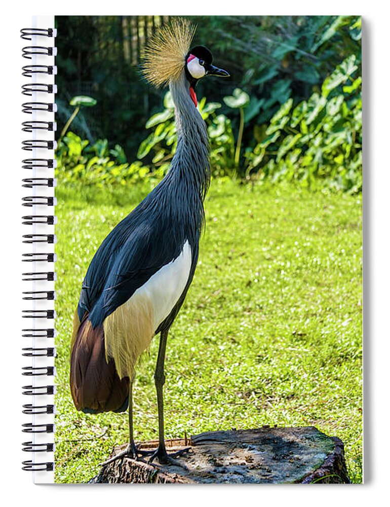 Gulf Spiral Notebook featuring the photograph Grey Crowned Crane Gulf Shores Al Collage 8 Diptych by Ricardos Creations