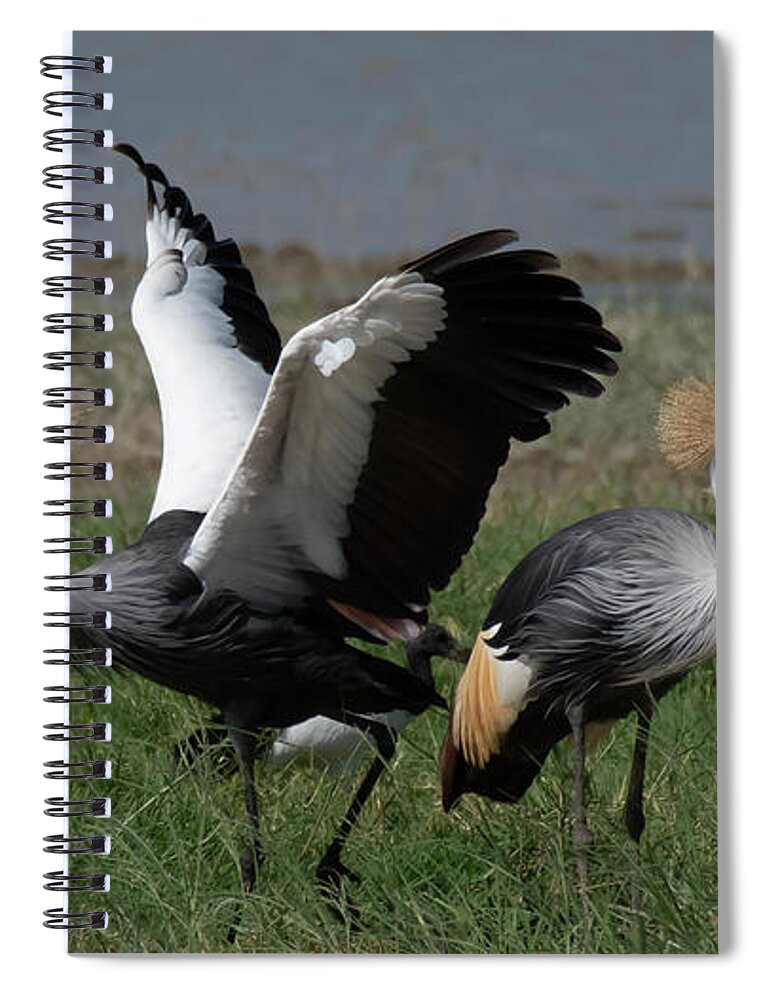 Africa Spiral Notebook featuring the photograph Grey Crowned Cranes Courtship by Patrick Nowotny