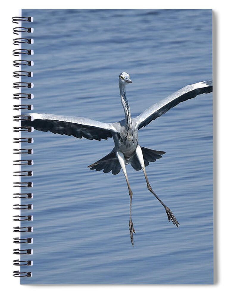 Heron Spiral Notebook featuring the photograph Grey Heron in for a Landing by Ben Foster