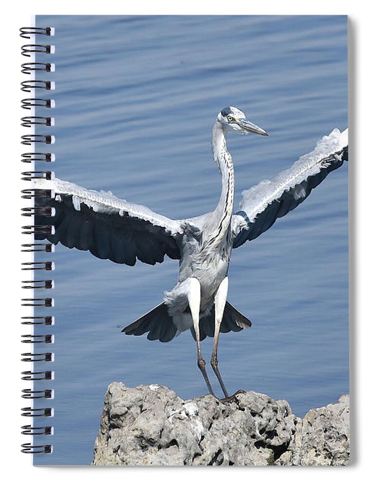 Heron Spiral Notebook featuring the photograph Grey Heron Landing by Ben Foster