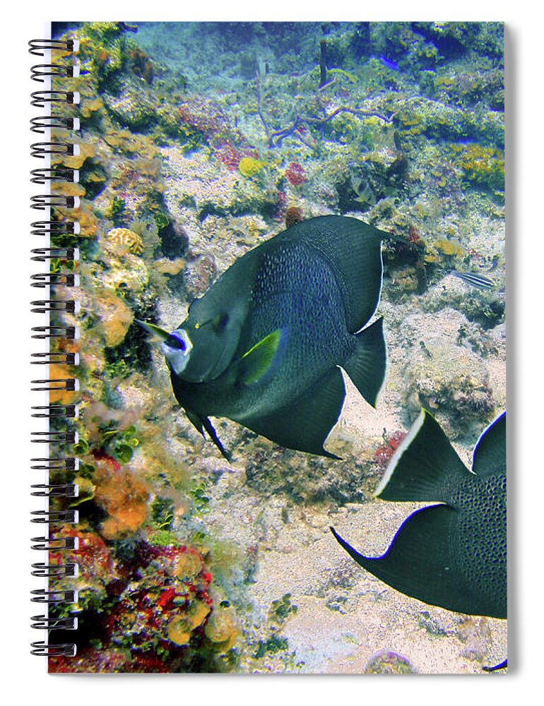 Grey Angelfish Spiral Notebook featuring the photograph Grey Play by Climate Change VI - Sales