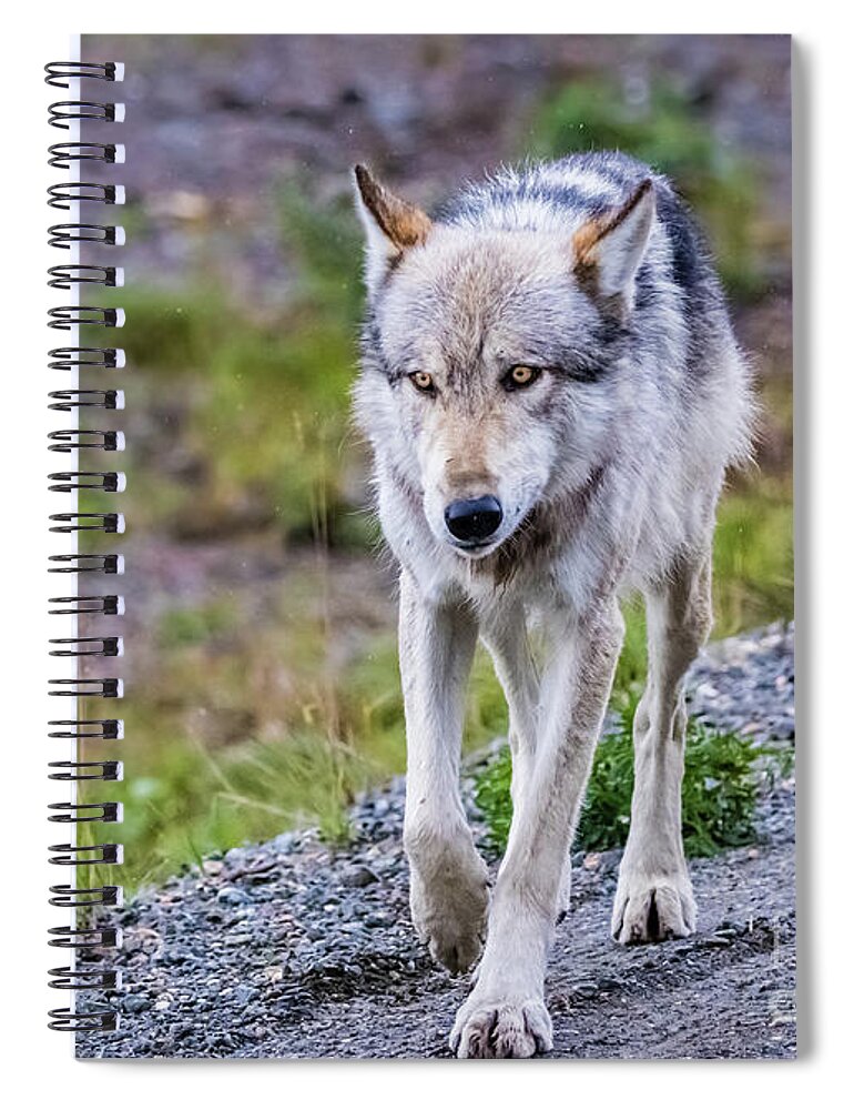 Wolf Spiral Notebook featuring the photograph Grey wolf in Denali National Park, Alaska by Lyl Dil Creations